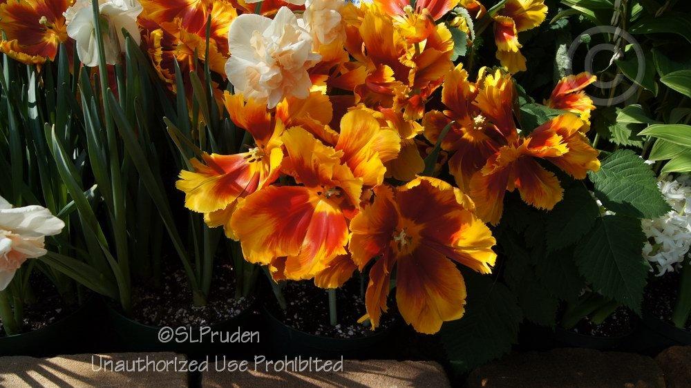 Photo of Parrot Tulip (Tulipa 'Bright Parrot') uploaded by DaylilySLP