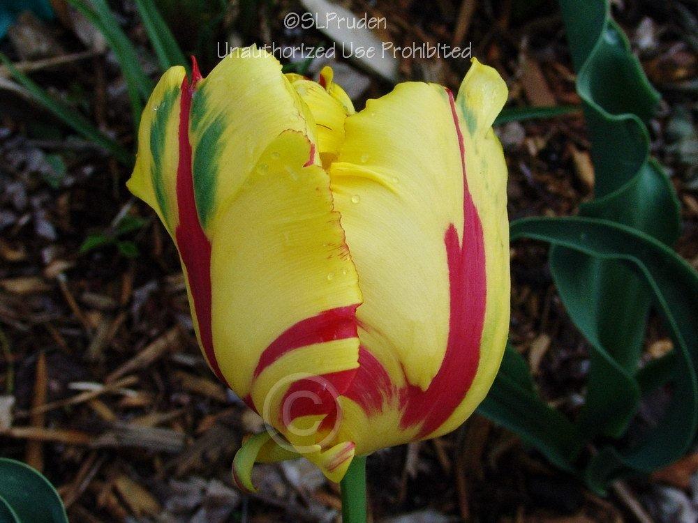 Photo of Parrot Tulip (Tulipa 'Flaming Parrot') uploaded by DaylilySLP