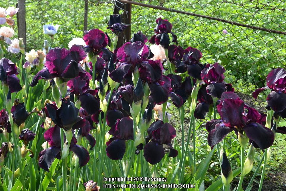 Photo of Tall Bearded Iris (Iris 'Study in Black') uploaded by Serjio