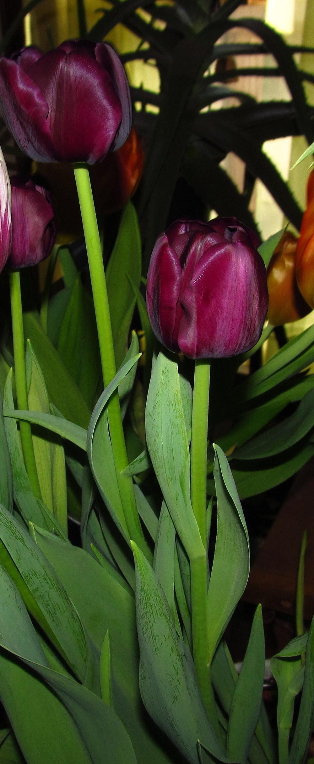 Photo of Triumph Tulip (Tulipa 'Paul Scherer') uploaded by jmorth