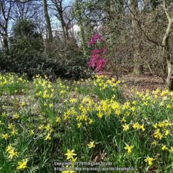 Location: RHS Harlow Carr, Yorkshire, UK
Date: 2019-03-24