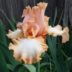 Location: My Caffeinated Garden, Grapevine, TX
Date: 2019-03-28
Always a beautiful Iris. Great form and garden presence.