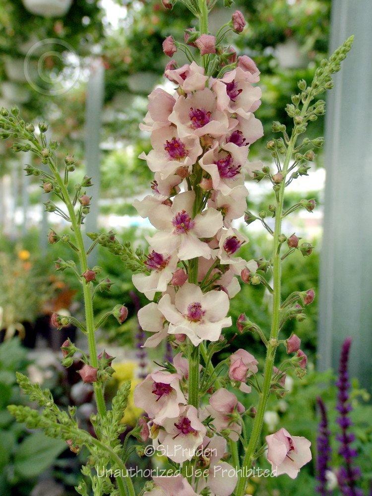 Photo of Ornamental Mullein (Verbascum 'Southern Charm') uploaded by DaylilySLP