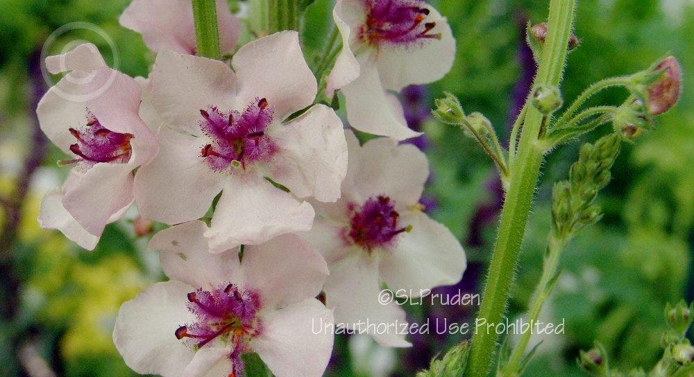 Photo of Ornamental Mullein (Verbascum 'Southern Charm') uploaded by DaylilySLP