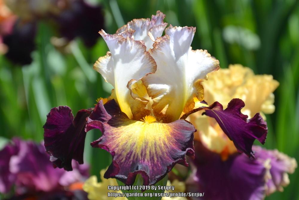 Photo of Tall Bearded Iris (Iris 'Superhero') uploaded by Serjio