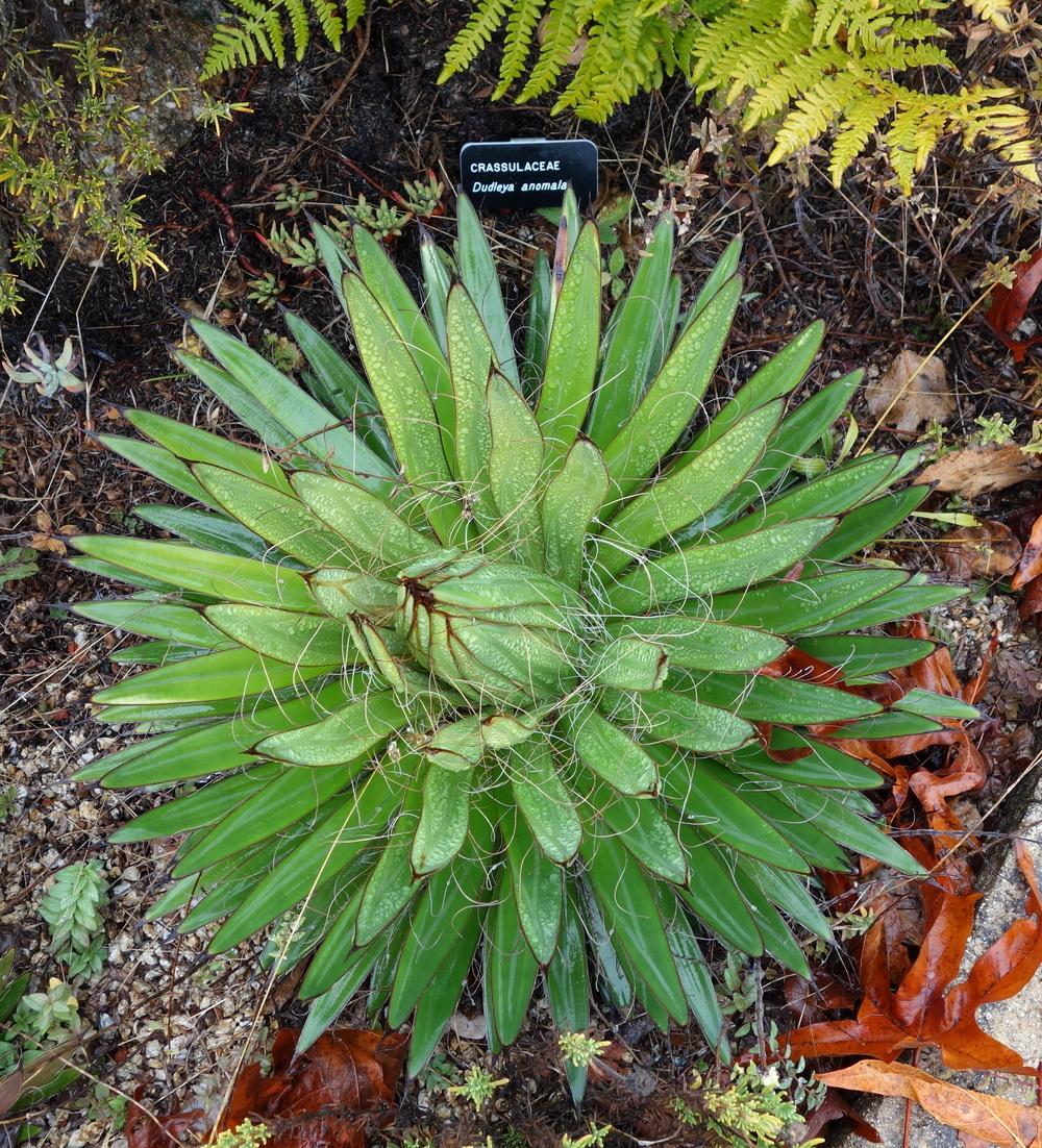 Photo of Thread Agave (Agave filifera) uploaded by _Bleu_