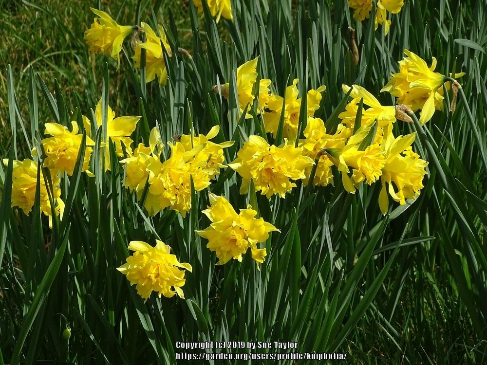 Photo of Double Daffodil (Narcissus 'Telamonius Plenus') uploaded by kniphofia