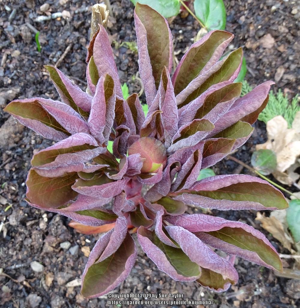 Photo of Peony (Paeonia daurica subsp. mlokosewitschii) uploaded by kniphofia