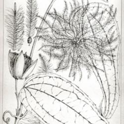 
Date: c. 1889
illustration from Hooker's 'Icones plantarum...', vol. 19, 1889