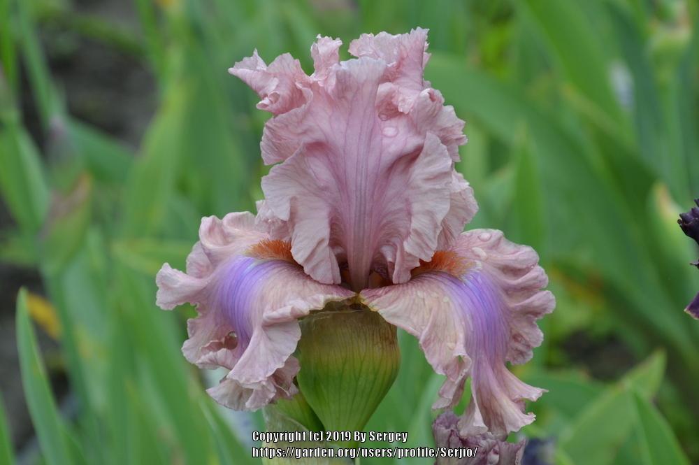 Photo of Tall Bearded Iris (Iris 'Sweetly Sung') uploaded by Serjio