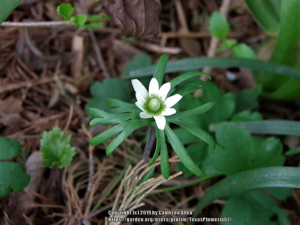 Photo of Wind-Flower (Anemone berlandieri) uploaded by TexasPlumeria87