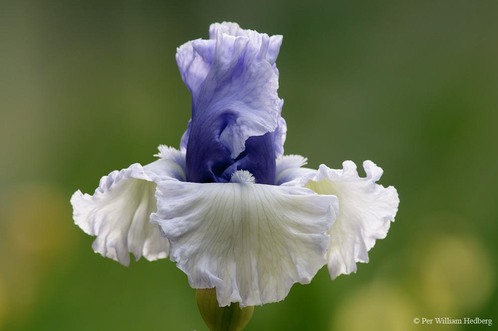Photo of Tall Bearded Iris (Iris 'Wintry Sky') uploaded by William