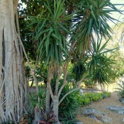 Location: Marie Selby Botanical Gardens - Sarasota, Florida, USA.
Date: 2017-03-20
Daderot