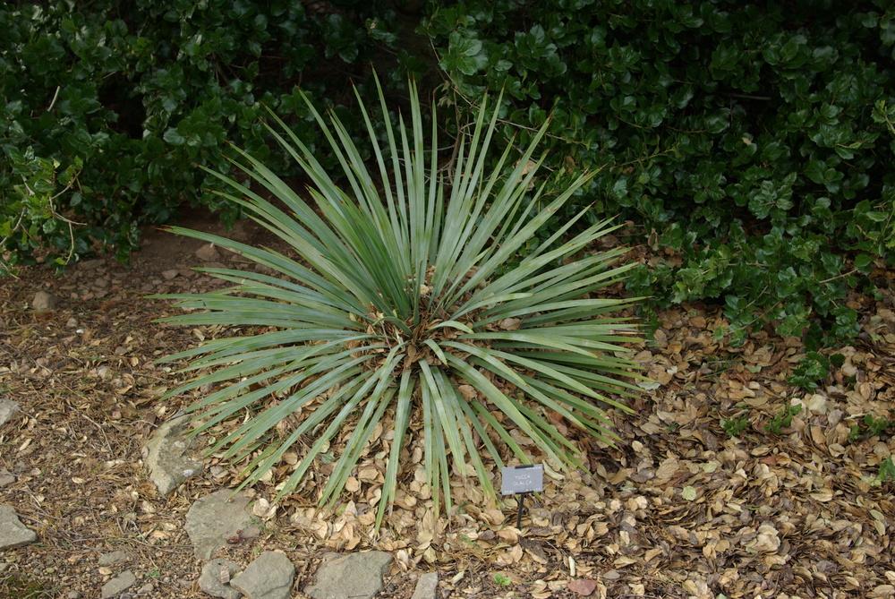 Photo of Soapweed (Yucca glauca) uploaded by _Bleu_