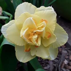 Location: My Caffeinated Garden, Grapevine, TX
Date: 2019-03-29
Nice double daffodil!