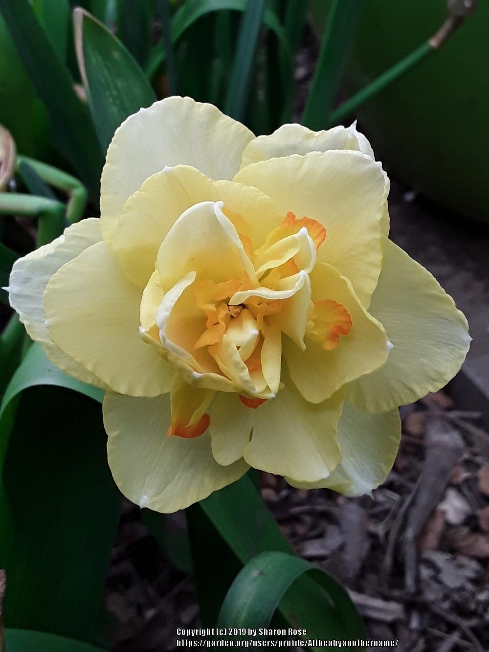 Photo of Double Daffodil (Narcissus 'Tahiti') uploaded by Altheabyanothername