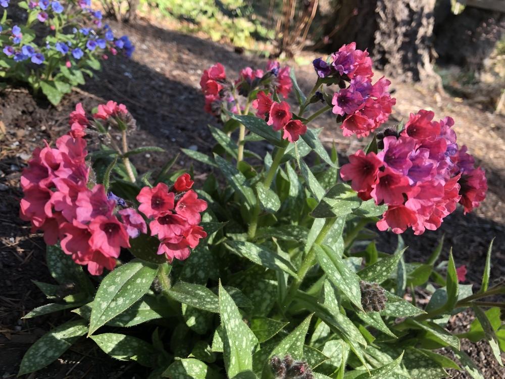 Photo of Lungwort (Pulmonaria 'Shrimps on the Barbie') uploaded by AngieVanIsld