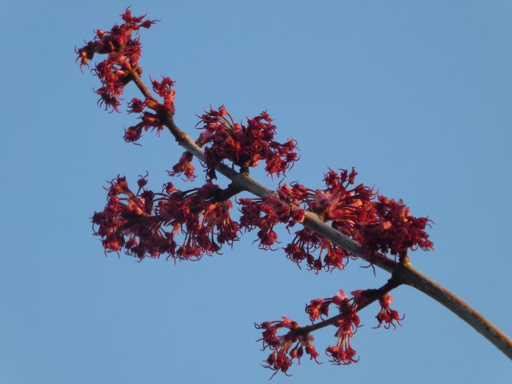 Photo of Red Maple (Acer rubrum Red Sunset®) uploaded by Bonehead
