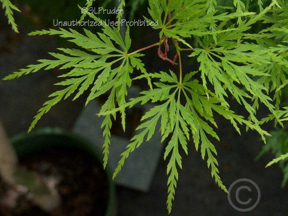 Photo of Cutleaf Japanese Maple (Acer palmatum 'Seiryu') uploaded by DaylilySLP