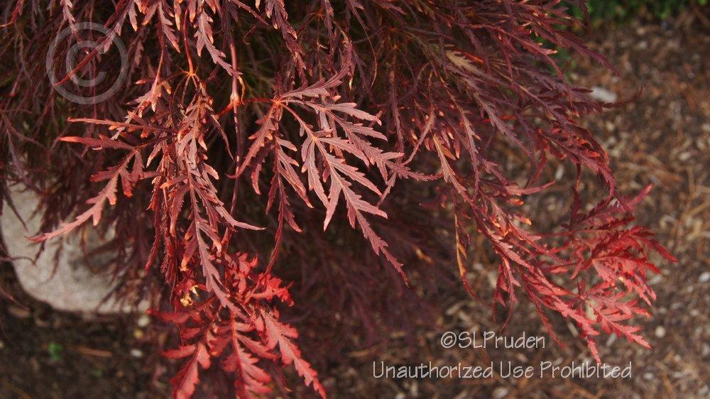 Photo of Japanese Maple (Acer palmatum 'Dissectum Nigrum') uploaded by DaylilySLP