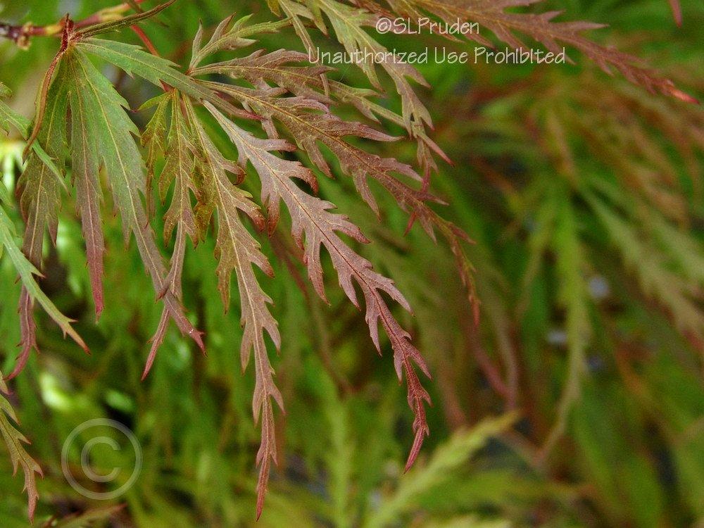 Photo of Cutleaf Japanese Maple (Acer palmatum 'Red Dragon') uploaded by DaylilySLP