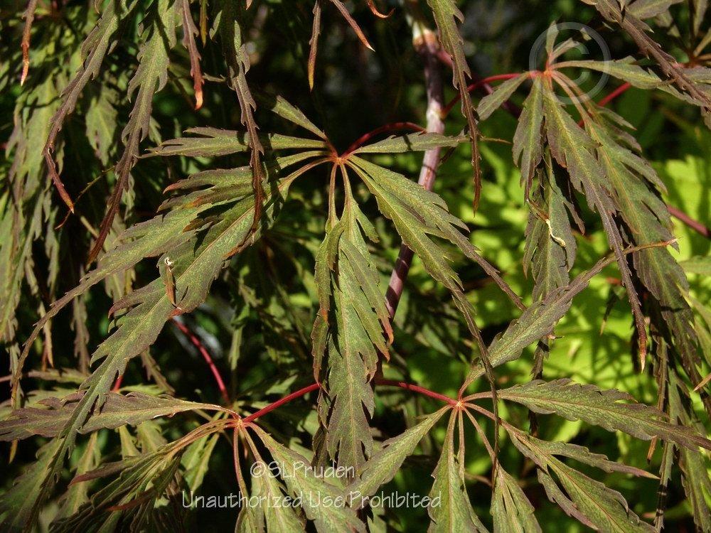 Photo of Cutleaf Japanese Maple (Acer palmatum 'Tamuke Yama') uploaded by DaylilySLP