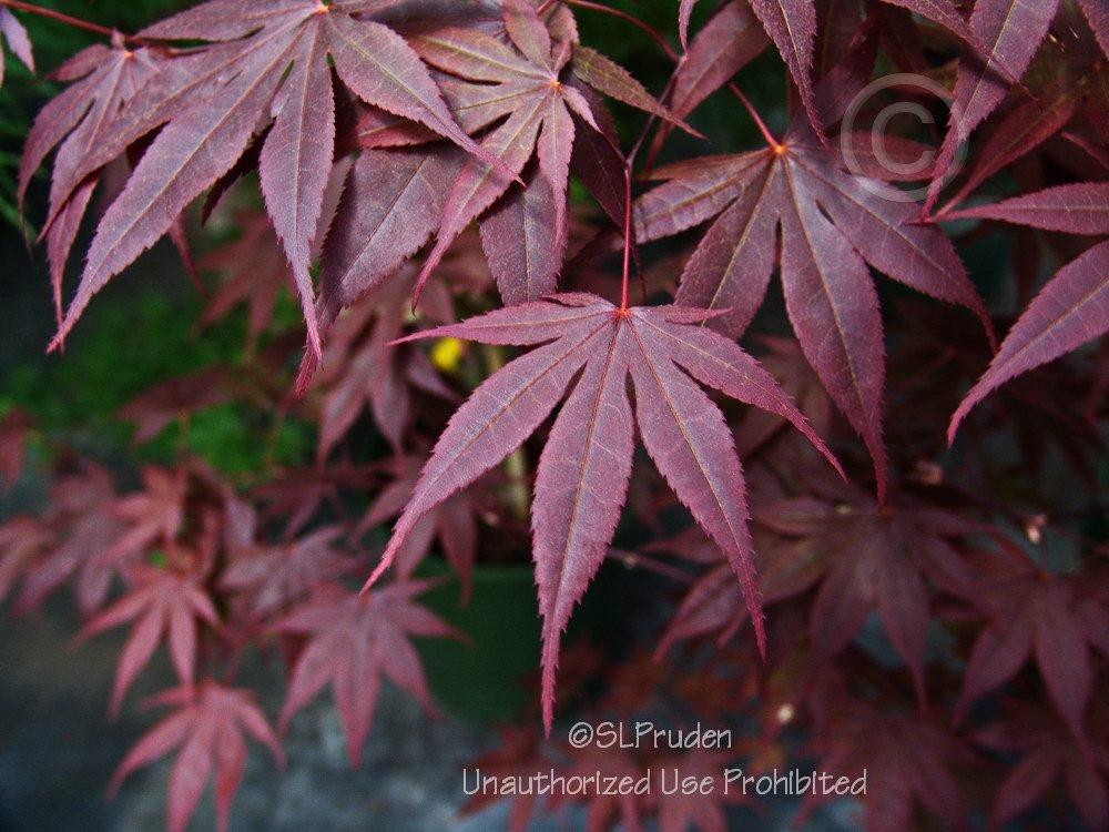 Photo of Japanese Maple (Acer palmatum var. amoenum 'Bloodgood') uploaded by DaylilySLP