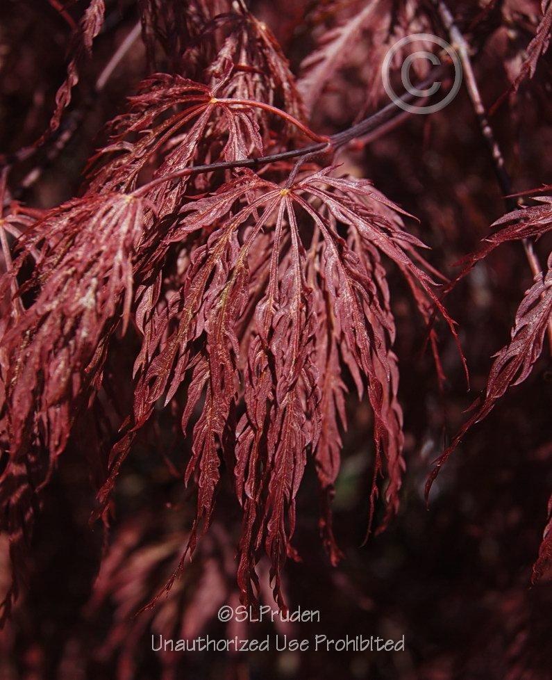 Photo of Cutleaf Japanese Maple (Acer palmatum 'Inaba Shidare') uploaded by DaylilySLP