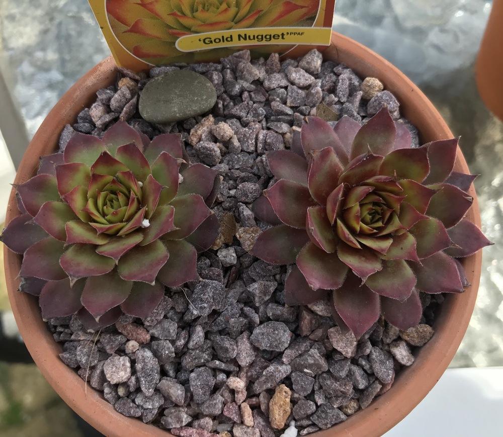 Photo of Hen and Chicks (Sempervivum 'Gold Nugget') uploaded by Foxamilion