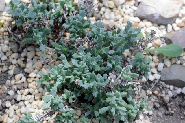 Photo of Pink Ice Plant (Oscularia deltoides) uploaded by RuuddeBlock