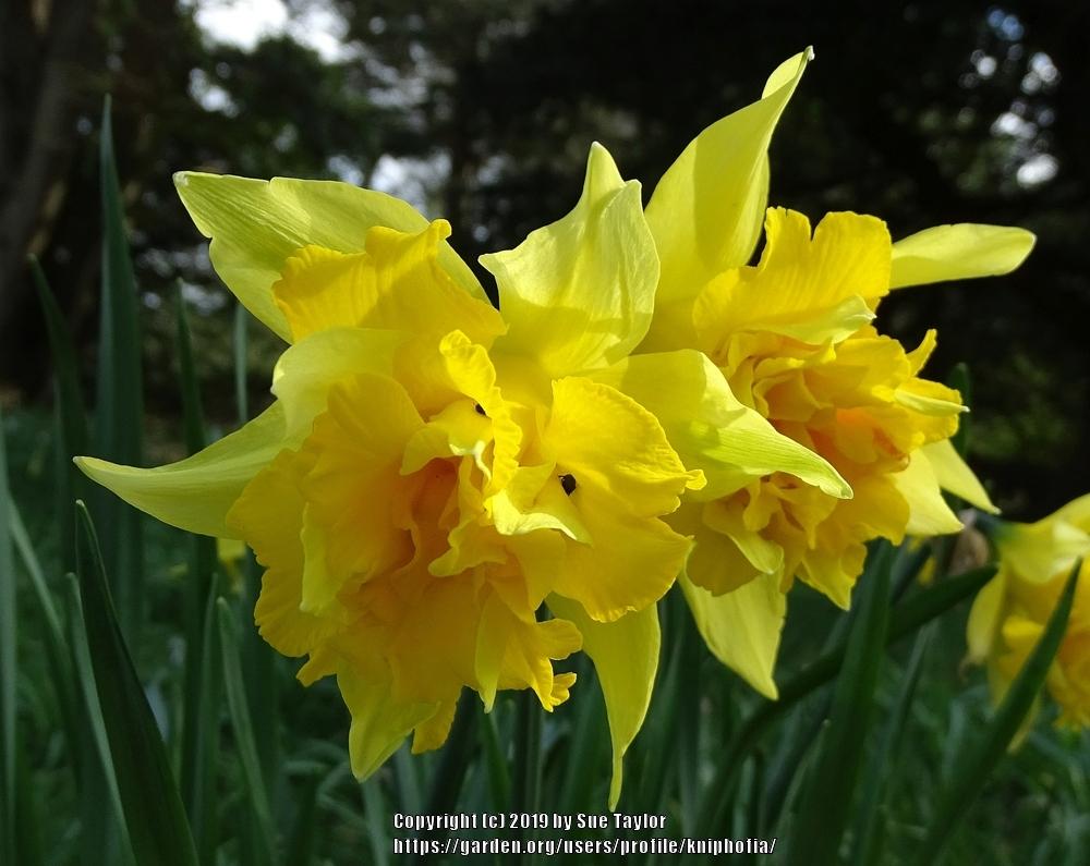 Photo of Double Daffodil (Narcissus 'Telamonius Plenus') uploaded by kniphofia