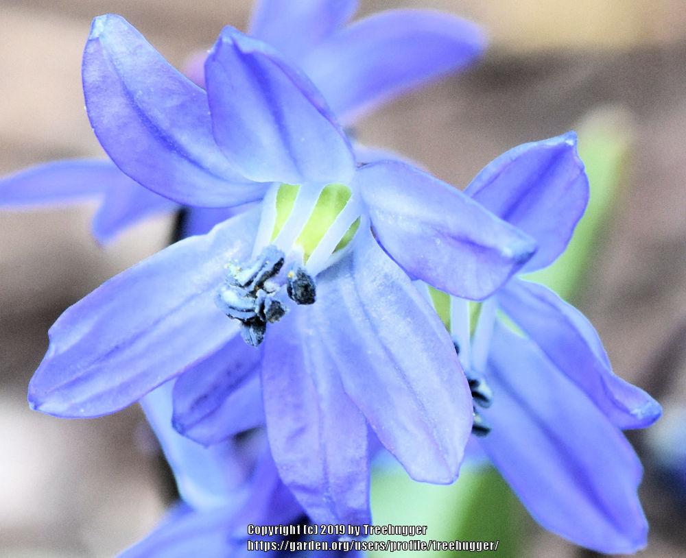 Photo of Siberian Squill (Scilla siberica) uploaded by treehugger