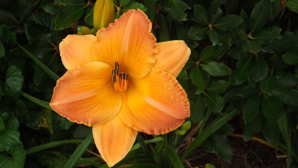 Photo of Daylily (Hemerocallis 'Orange Tremor') uploaded by Curlycollards