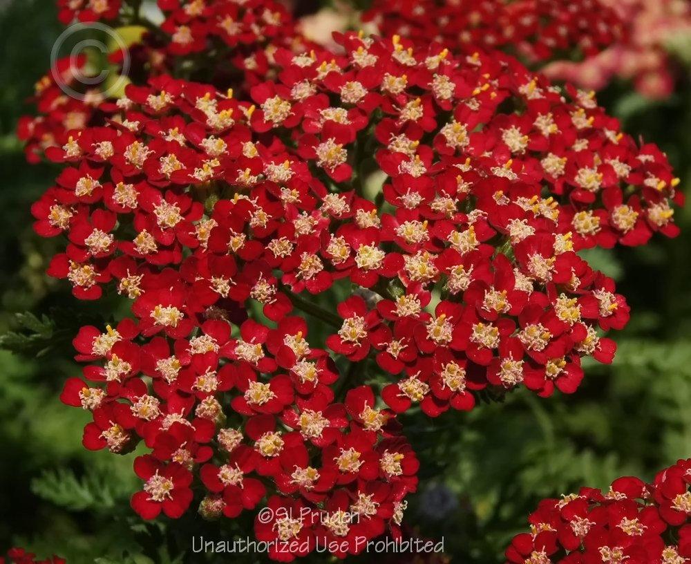 Photo of Achillea (Achillea millefolium New Vintage™ Red) uploaded by DaylilySLP