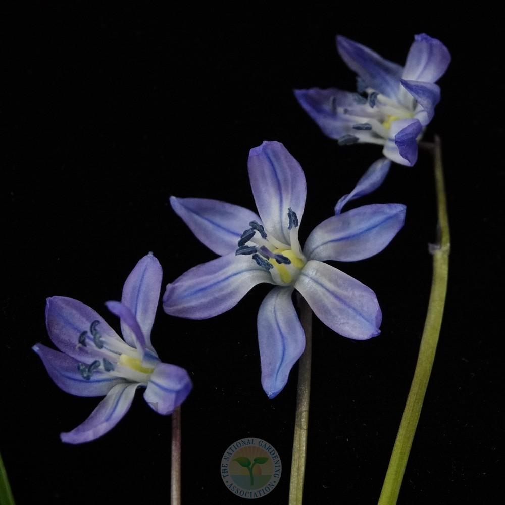 Photo of Siberian Squill (Scilla siberica 'Spring Beauty') uploaded by Patty