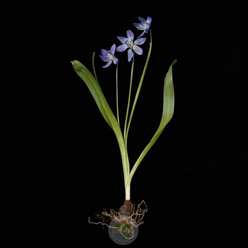 Photo of Siberian Squill (Scilla siberica 'Spring Beauty') uploaded by Patty