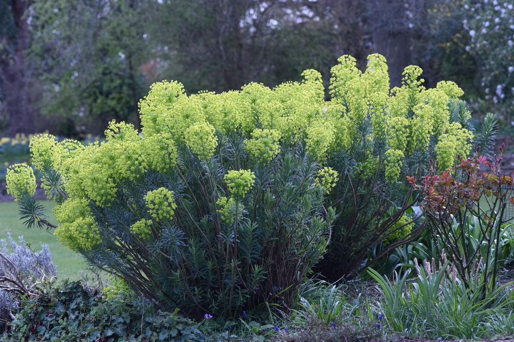 Photo of Euphorbia (Euphorbia characias subsp. wulfenii) uploaded by cliftoncat