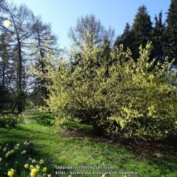 Location: Thorp Perrow arboretum, Yorkshire, UK
Date: 2019-03-29