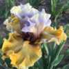 Tabll Bearded Iris Half Past Happy
