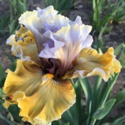 Location: Las Cruces, NM
Date: 2019-03-28
Tabll Bearded Iris Half Past Happy