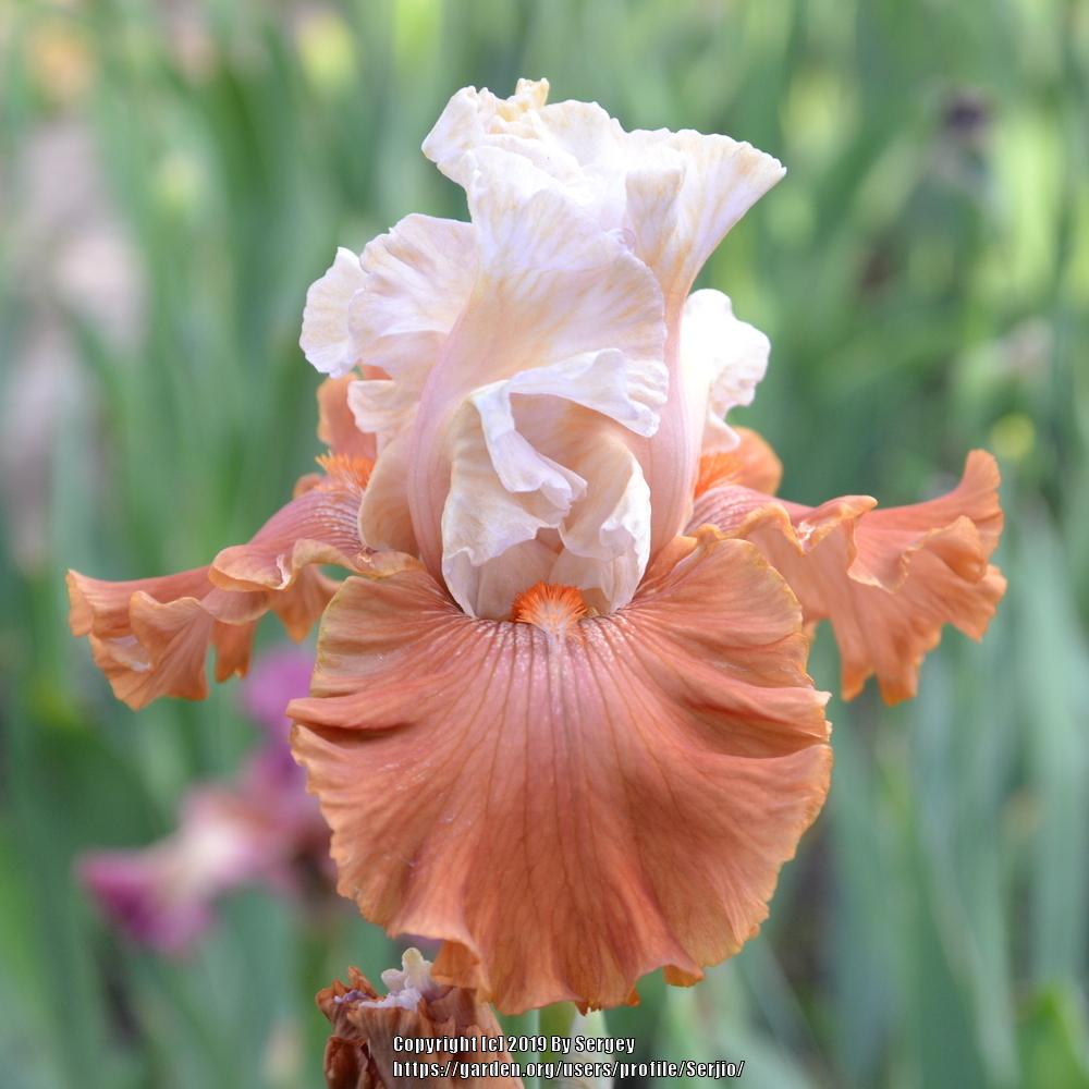 Photo of Border Bearded Iris (Iris 'Timely Kiss') uploaded by Serjio
