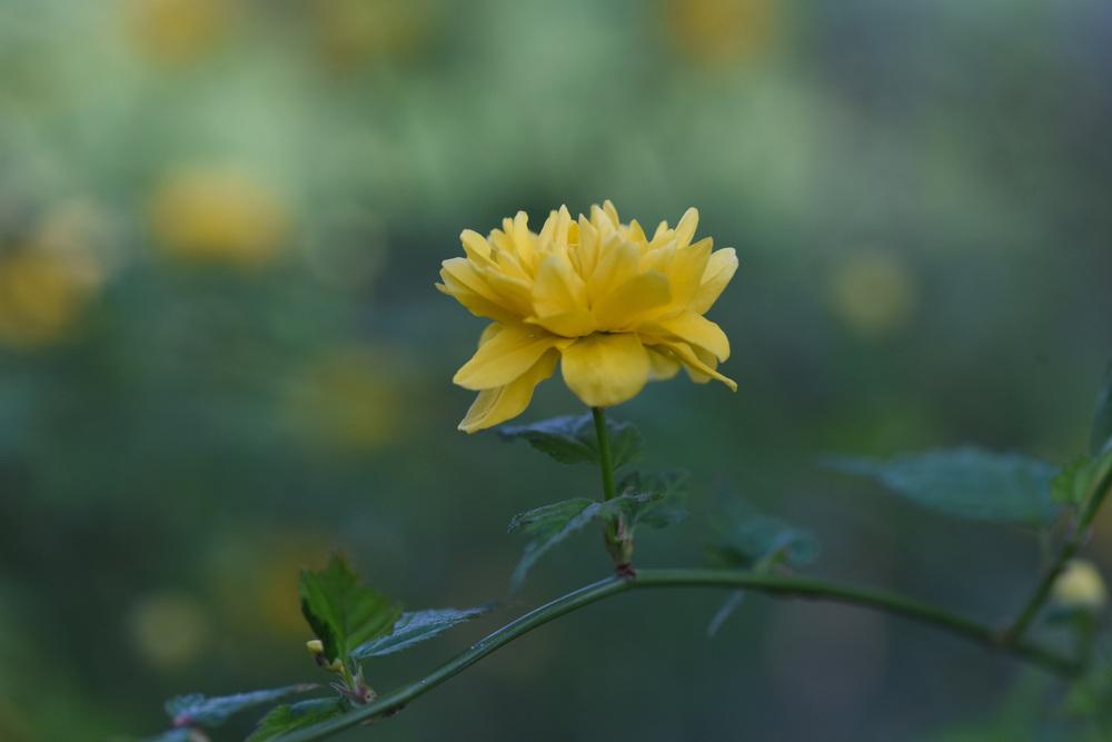 Photo of Japanese Kerria (Kerria japonica) uploaded by cliftoncat