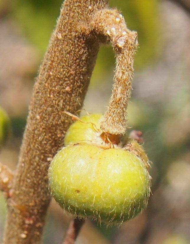 Photo of Dysentery Bush (Grewia retusifolia) uploaded by greene
