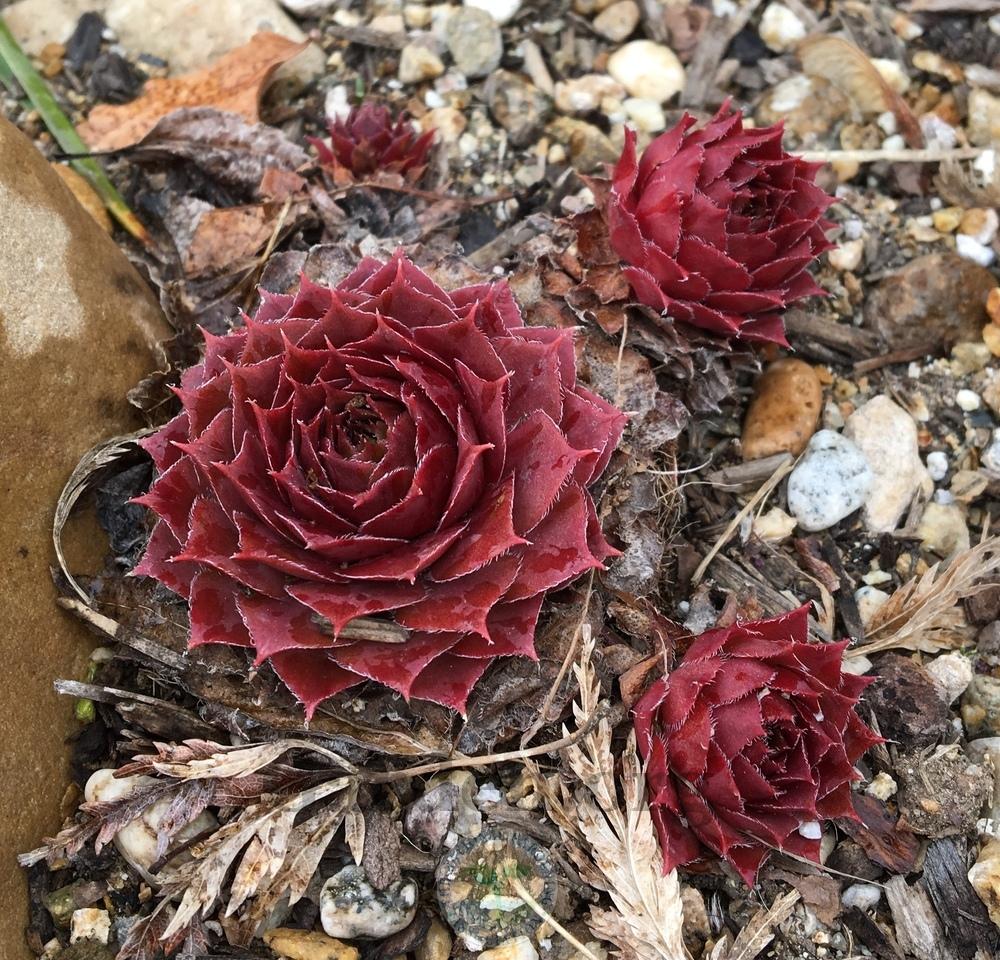 Photo of Hen and Chicks (Sempervivum 'Old Copper') uploaded by BlueOddish