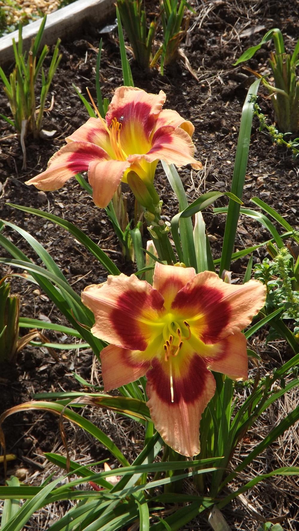 Photo of Daylily (Hemerocallis 'Carnival in Mexico') uploaded by Curlycollards