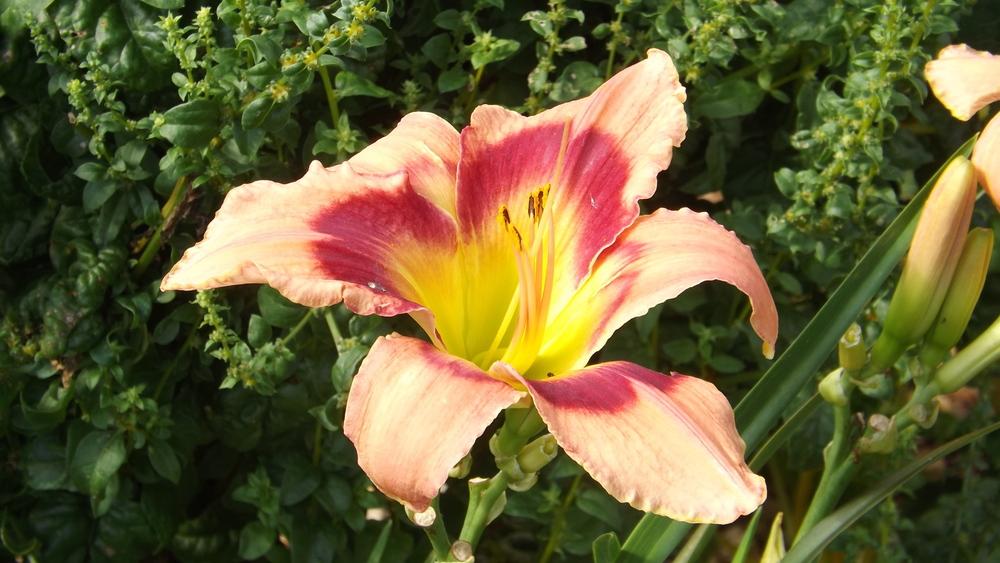 Photo of Daylily (Hemerocallis 'Carnival in Mexico') uploaded by Curlycollards