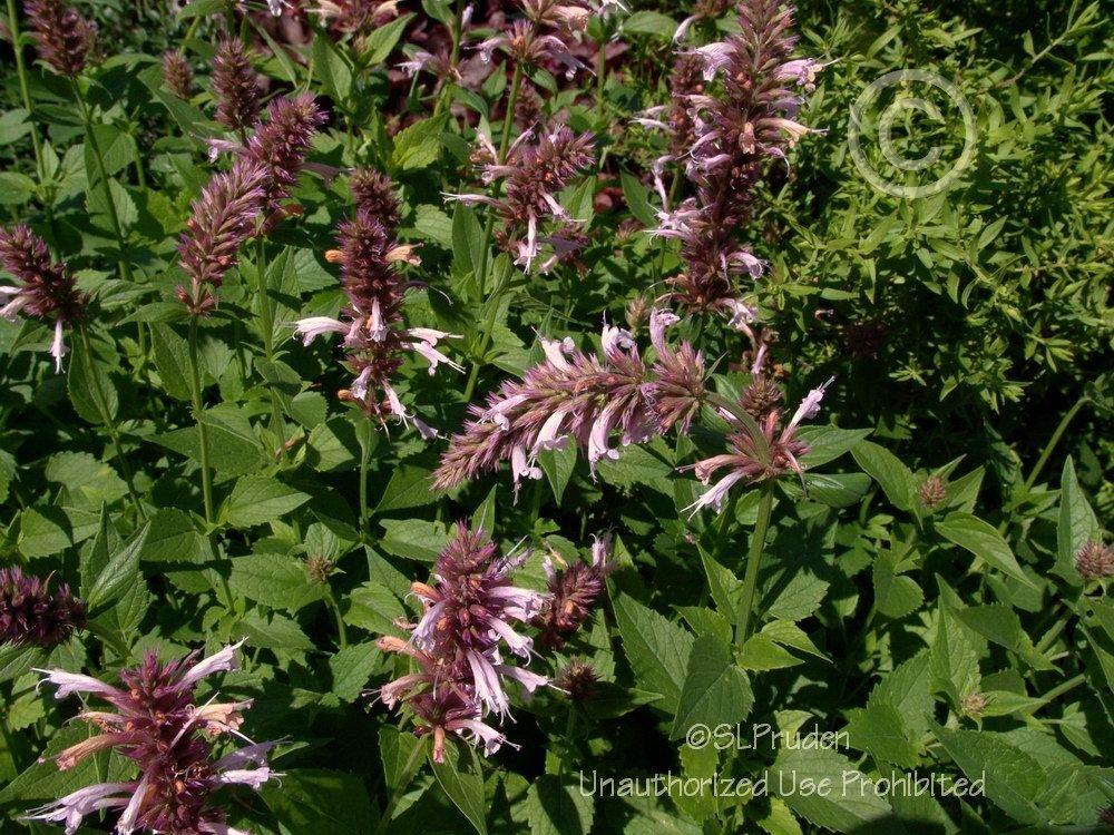 Photo of Hummingbird Mint (Agastache 'Cotton Candy') uploaded by DaylilySLP