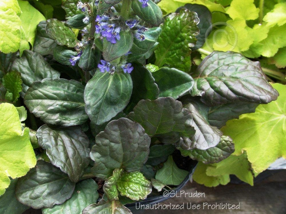 Photo of Bugleweed (Ajuga reptans 'Catlin's Giant') uploaded by DaylilySLP