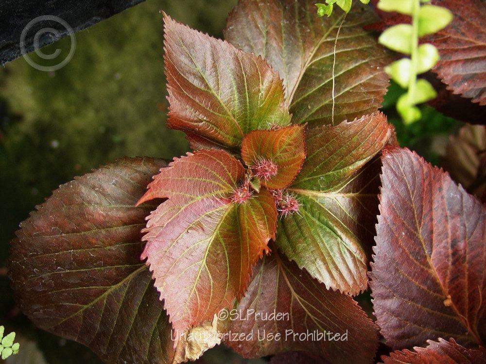 Photo of Copper Leaf (Acalypha wilkesiana) uploaded by DaylilySLP