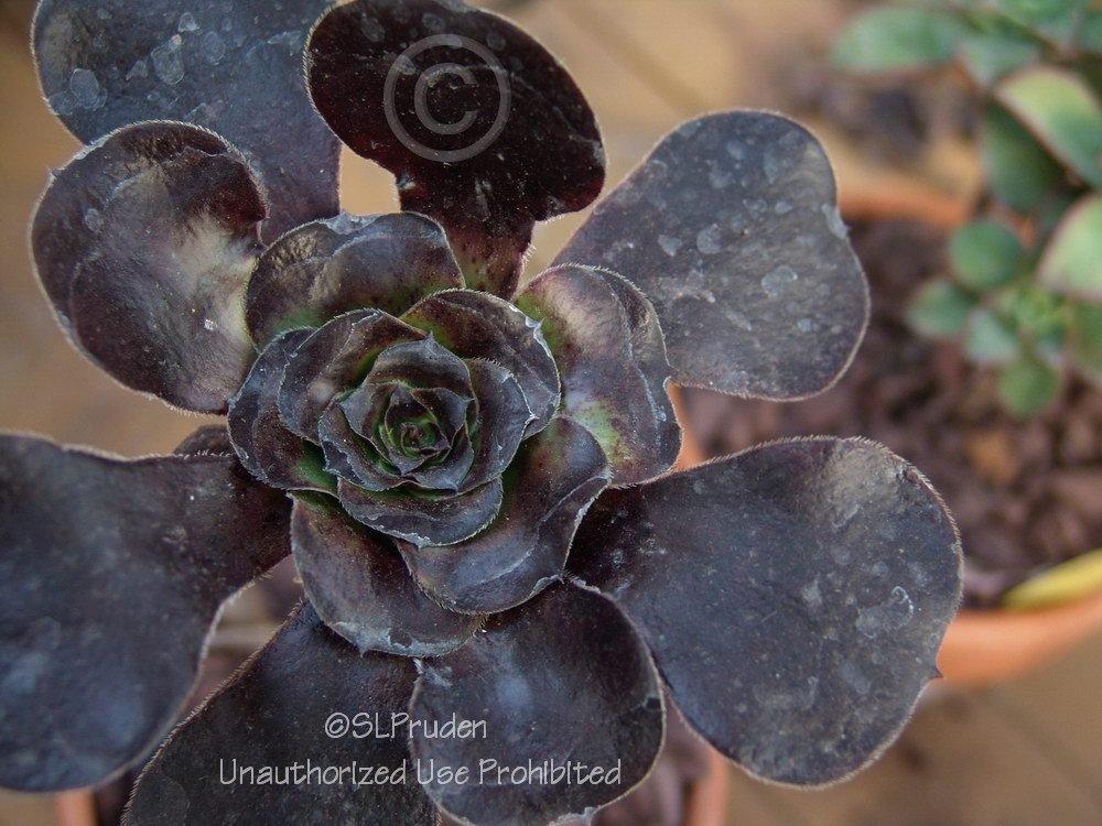 Photo of Black Rose (Aeonium arboreum 'Zwartkop') uploaded by DaylilySLP